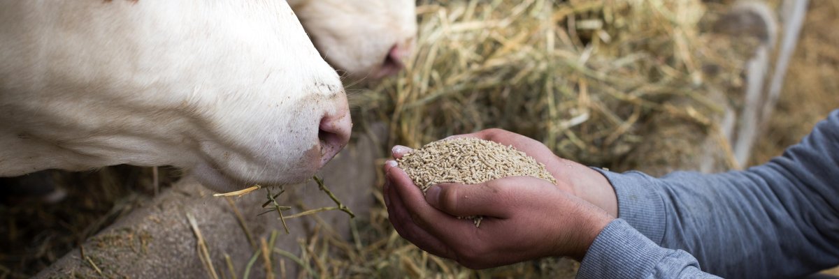 Landwirt füttert Kuh