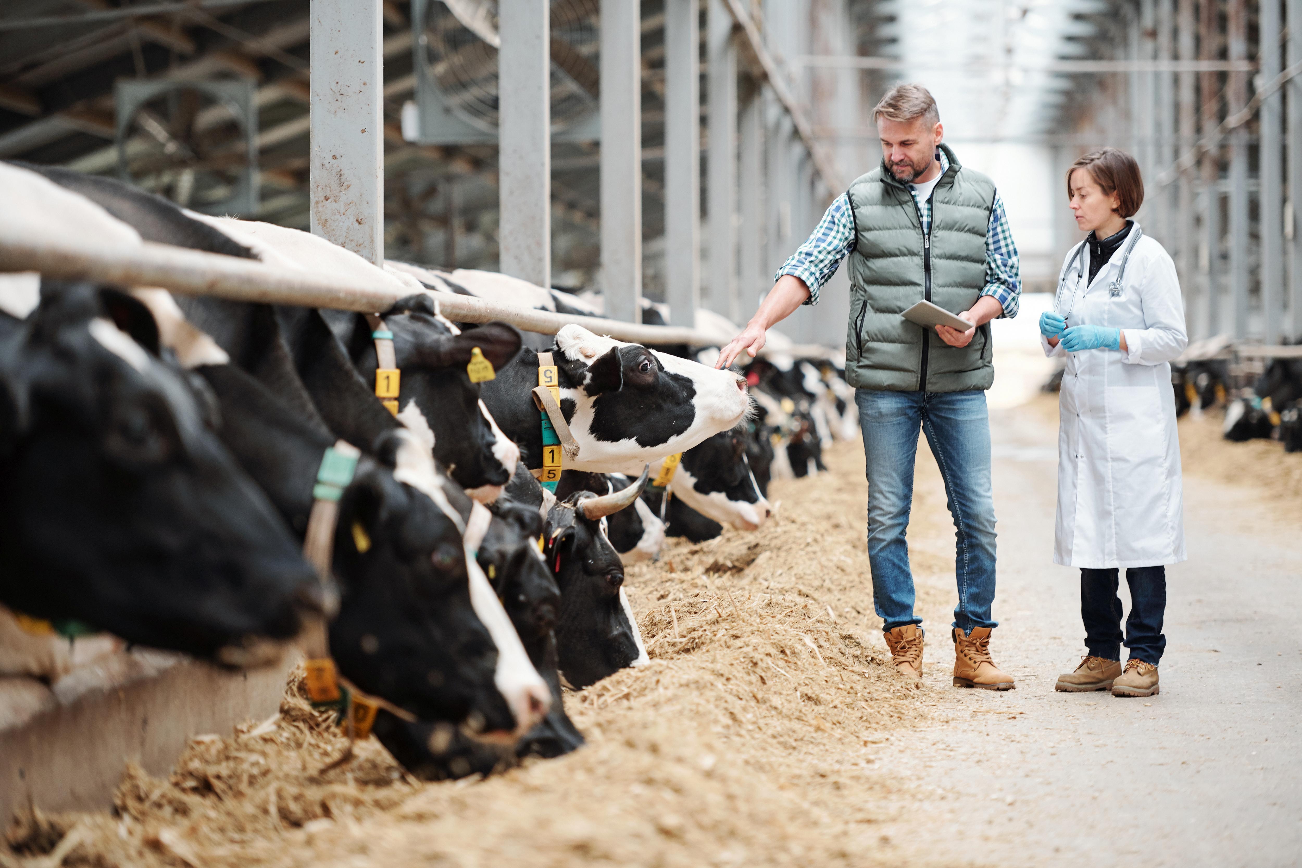 Landwirt und Tierärztin in einem Kuhstall