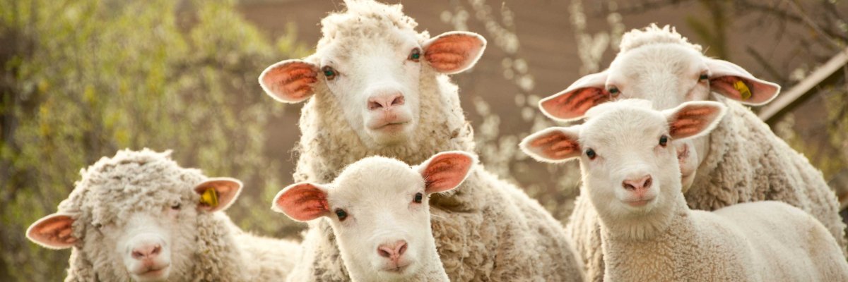 Schafe in der Natur
