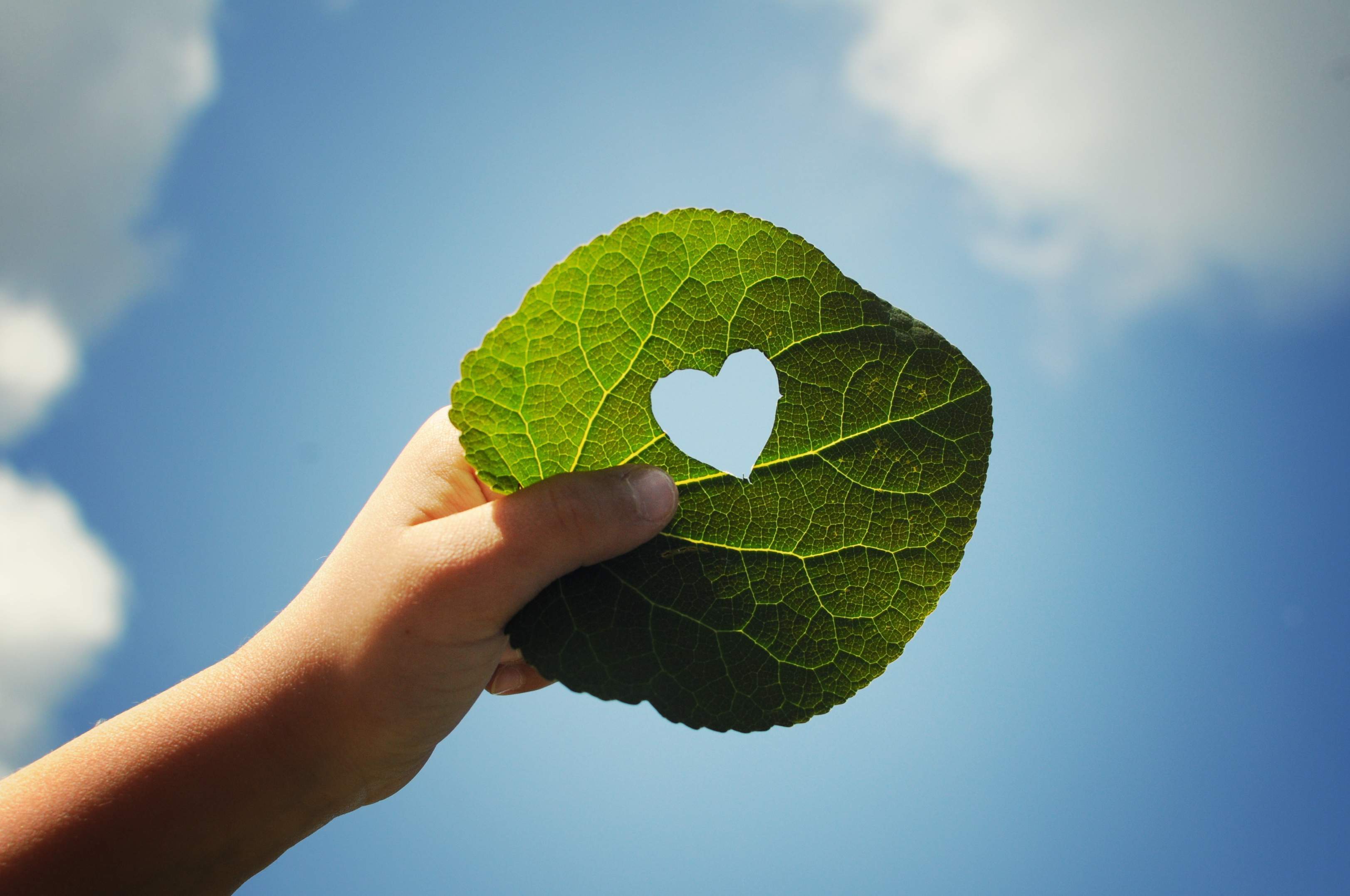 Eine Hand hält ein grünes Blatt mit einem Loch in Form eines Herzens  gegen den blauen Himmel.
