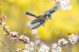Blaumeise Blaumeise im Anflug auf einen Ast voller Blüten.