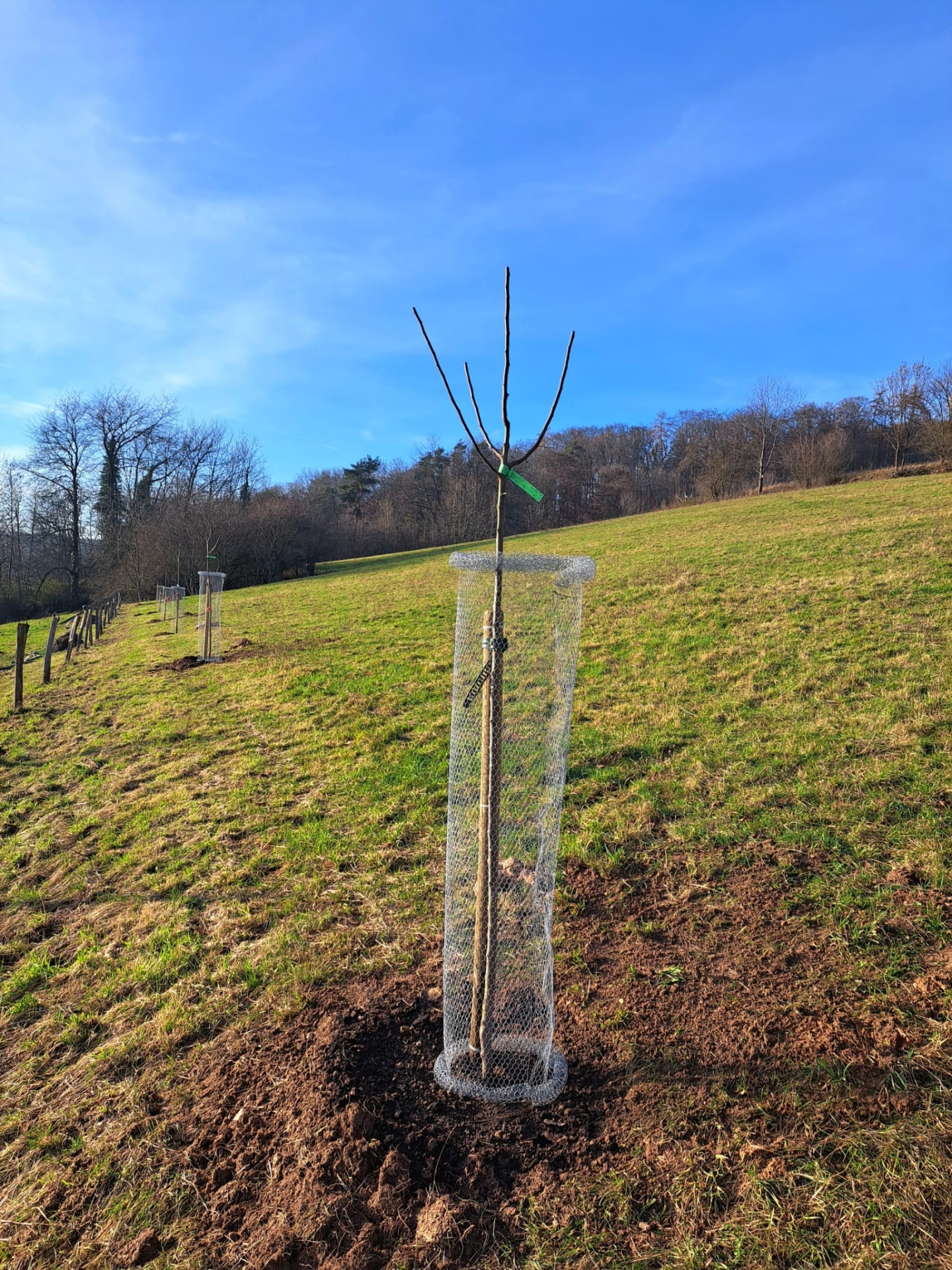 Baumpflanzkurs1 In der Mitte des Bildes steht ein junger Obstbaum, der frisch gepflanzt wurde, auf einer weiten Wiese. Um den Obstbaum steht ein Gitter im Kreis, das den Stamm vor Tieren schützen soll.