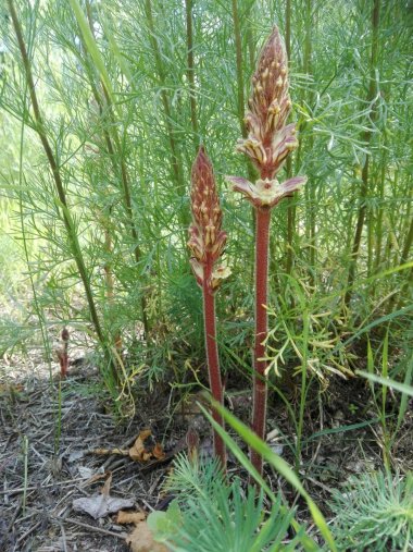 Auf dem Bild sieht man die Pflanze Panzer Sommerwurz (Orobanche artemisiae-campestris), die am Feldbeifuß in Bensheim-Auerbach parasitiert.