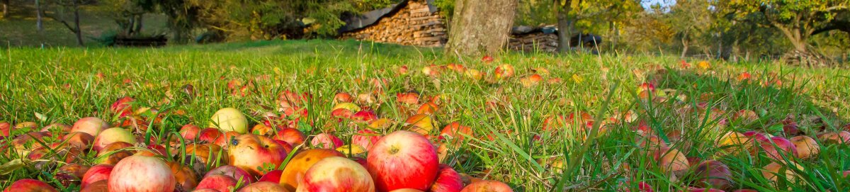 Rote Äpfel liegen auf einer Streuobstwiese im Gras.