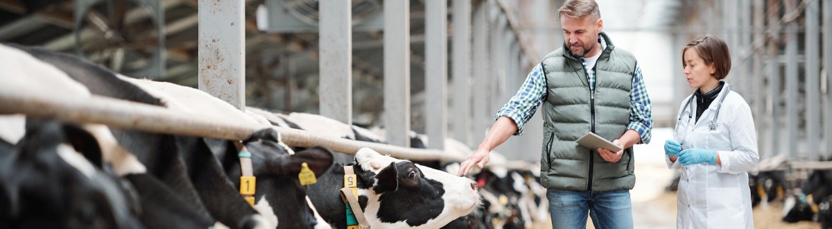 Landwirt und Tierärztin in einem Kuhstall