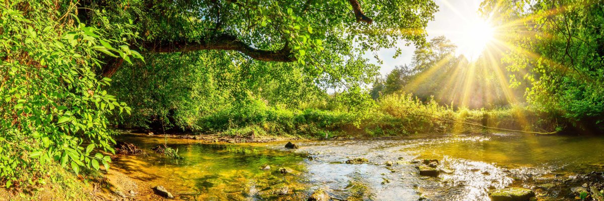 Ein Bach, der bei Sonnenschein durch einen Wald fließt