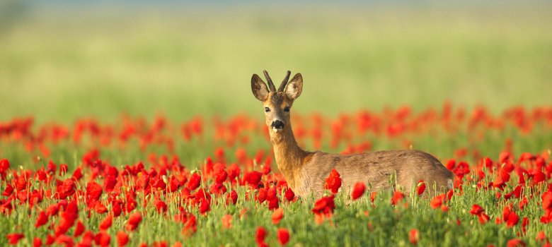 Ein Reh steht inmitten einer rot blühenden Blumenwiese