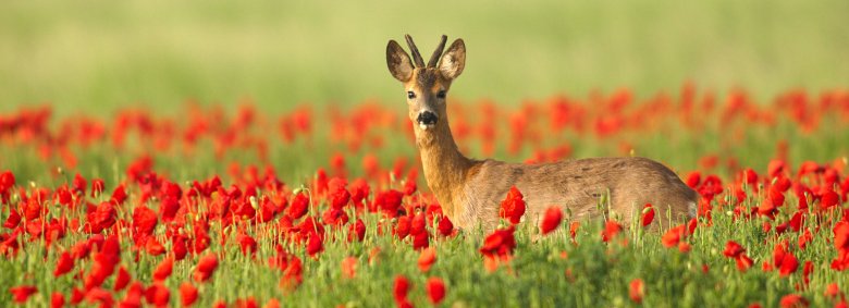 Ein Reh steht inmitten einer rot blühenden Blumenwiese