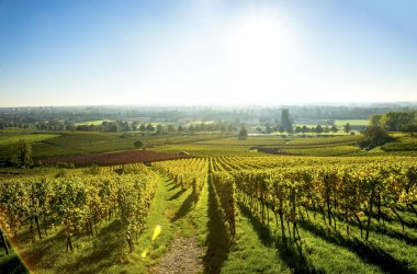 Weinberge Deutschland Hessische Bergstraße