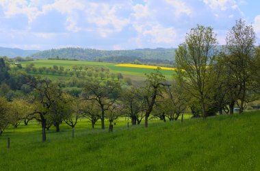 Streuobstwiese
