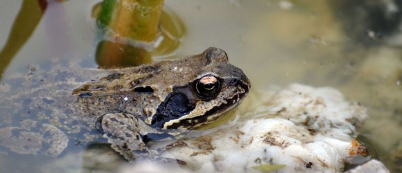 Grasfrosch Grasfrosch im Wasser