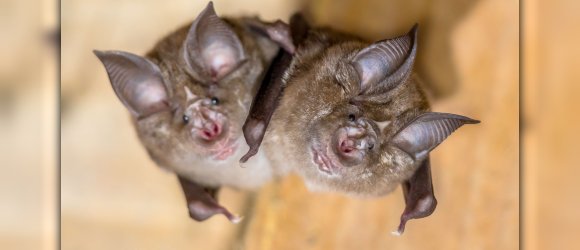 Two Greater horseshoe bat Zwei Große Hufeisennasen