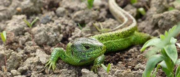 Zauneidechse - Lacerta agilis Zauneidechse auf Gestein